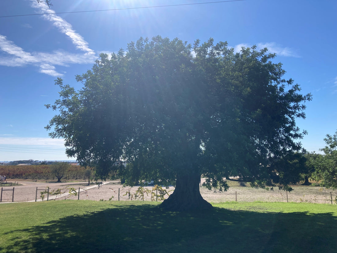 Quinta do Canhoto Wijnmakerij